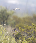 Pyrrhuloxia 5115
